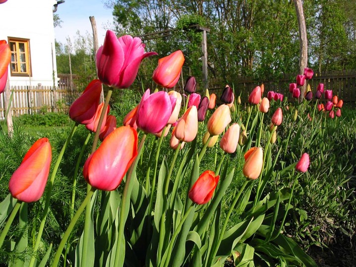 Tulpen